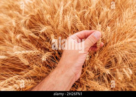 Landwirt überprüft die Entwicklung von Getreide in reifenden Weizenpflanzen-Ohren auf dem Feld, Nahaufnahme der männlichen Hand mit selektivem Fokus Stockfoto