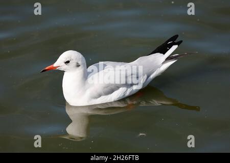 Einzelne Schwarzkopfmöwe Chroicocephalus ridibundus schwimmend Slimbridge Wildfowl und Wetland Trust UK Stockfoto