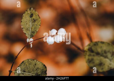 Symphoricarpos albus (Common Snowberry) Pflanze mit weißen Beeren. Selektiver Fokus. Geringe Schärfentiefe. Stockfoto