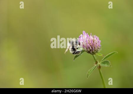 Makrofotografie einer haarfüßigen Blütenbiene, die auf einer Kleeblatt-Pflanze nach Pollen absallt Stockfoto