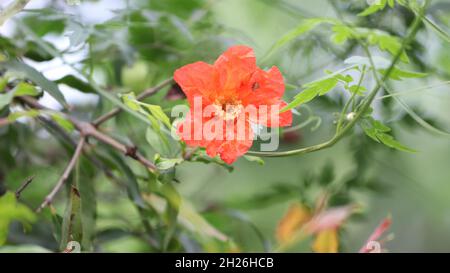 Granatapfelblüte mit einem blassen Hintergrund aus grünen Blättern Stockfoto