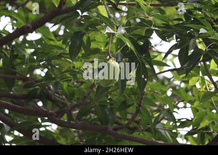 Schoten, die von einem Baum auf dem Baum hängen, sind eine wunderschöne Landschaft, die eine schöne ist Stockfoto