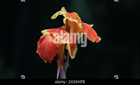 Schöne gelbe Canna Lilie mit grünen Blättern im Hintergrund Spinnenlilien Wissenschaftlicher Name: Hymenocallis mit unscharfem Hintergrund Stockfoto