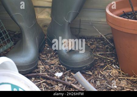 Ernte Maus Micromys minutus Slimbridge UK Stockfoto