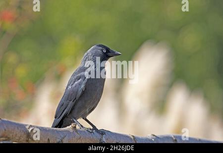 Einzelne westliche oder eurasische Jackdaw Corvus monedula, die auf einem Baumzweig in Großbritannien thront Stockfoto