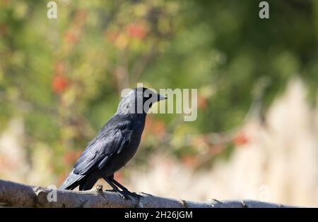 Einzelne westliche oder eurasische Jackdaw Corvus monedula, die auf einem Baumzweig in Großbritannien thront Stockfoto