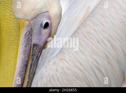 Leicht abstrakte Nahaufnahme eines der dort lebenden Großen Weißen Pelikane (Pelecanus onocrotalus) im St James's Park, London, Großbritannien. Stockfoto