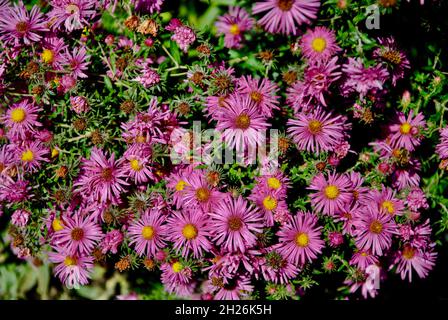 Herbstblumen Stockfoto