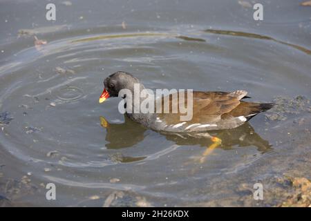 Moorhen oder Mrsh Hen Gallinula chloropus Slimbridge Wildfowl und Wetland Trust UK für alleinstehende Erwachsene Stockfoto