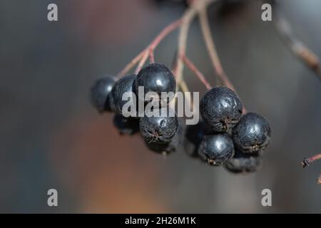 Reife Apfelbeeren im Herbst, selektiver Fokus, verschwommener Hintergrund Stockfoto