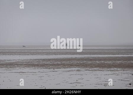 Lowry Am Strand Stockfoto