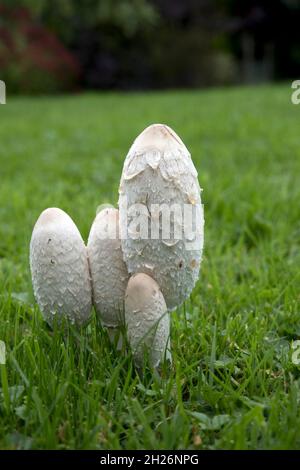 Shaggy Inkcap Pilze (Coprinus comatus) auch bekannt als Lawyers Perücke oder Richter Perücke sind essbar, haben aber eine sehr kurze Haltbarkeit. Sie werden schnell schwarz Stockfoto