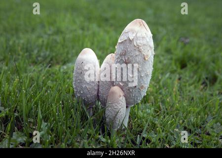 Shaggy Inkcap Pilze (Coprinus comatus) auch bekannt als Lawyers Perücke oder Richter Perücke sind essbar, haben aber eine sehr kurze Haltbarkeit. Sie werden schnell schwarz Stockfoto