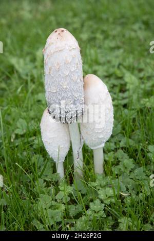 Zottelige Tintenkappe Pilze Stockfoto