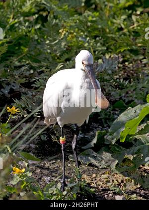 Spoonbill Platalea leucorodia Slimbridhe Wildfowl und Wetland Trust UK Stockfoto