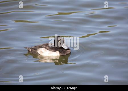 Einsame männliche Tuftente Aythya fuligula beim Schwimmen Slimbridge Wildfowl und Wetland Trust UK Stockfoto