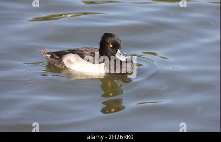 Einsame männliche Tuftente Aythya fuligula beim Schwimmen Slimbridge Wildfowl und Wetland Trust UK Stockfoto