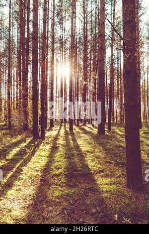 Sonne scheint durch Bäume im Wald, Sonnenstrahlen, Kiefern, Gras, Vertikalaufnahme Stockfoto