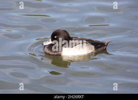 Einsame männliche Tuftente Aythya fuligula beim Schwimmen Slimbridge Wildfowl und Wetland Trust UK Stockfoto