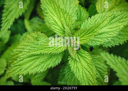 Brennnesselpflanze aus der Nähe, Urtica dioica Blätter von oben, Nahaufnahme geschossen Stockfoto