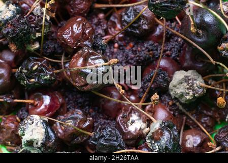 Faule Kirschen Makro-Textur fehlender Kirschen. Stockfoto