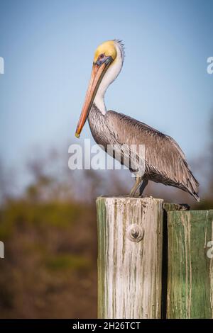 Brauner Pelikan (Pelecanus occidentalis) auf Holzstapel Stockfoto