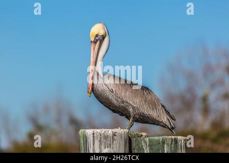 Brauner Pelikan (Pelecanus occidentalis) auf Holzstapel Stockfoto