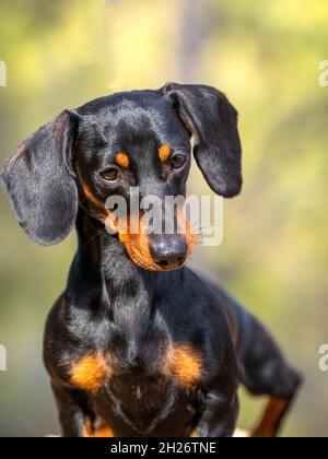 Porträt des jungen schwarzen kurzhaarigen Dachshund Miniatura deutschen reinrassigen Hund feurig im Freien Stockfoto