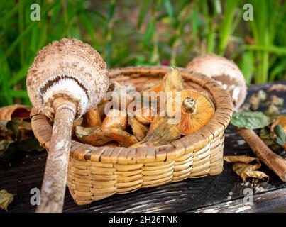 Zwei Procera macrolepiotas in einem Korb voller lactarius deliciosus auf einem Steintisch mit Moos im Freien Stockfoto