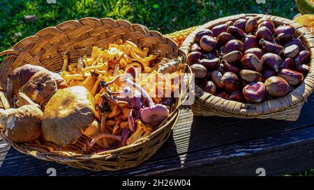 Waldprodukte, die in Körben gesammelt werden, eine mit Herbstpilzen und eine mit Kastanien Stockfoto