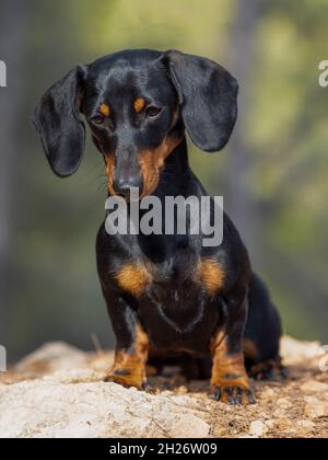 Porträt des jungen schwarzen kurzhaarigen Dachshund Ministura Deutsch reinrassigen Hund feurig im Freien Stockfoto