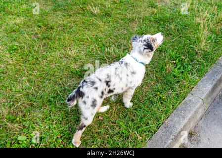 Ein australischer Schäferhund geht auf grünem Gras mit geschlossenem Mund auf einem Bürgersteig entlang. Stockfoto