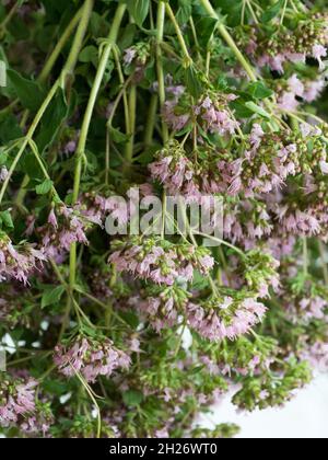 Origanum ist eine Gattung von krautigen Stauden und Untersträuchern aus der Familie Lamiaceae. Die Pflanzen haben stark aromatische Blätter und reichlichen röhrenförmigen Fluss Stockfoto