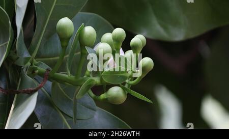 Lecythidaceae (familie der brasiliennussgewächse) » Barrington asiaticum schöne grüne Blütenknospe schöner grüner Hintergrund Stockfoto