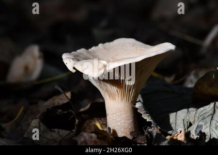 Der auf dem Boden eines Waldes wachsende Wilde Pilz, Trichterkappe, infundibulicybe Stockfoto