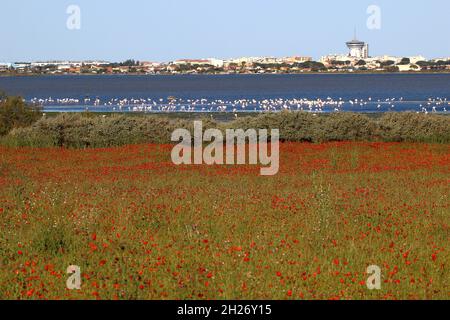 Mohnblumen, Teich und Flamingos mit der Stadt Palavas les Flots im Hintergrund, an einem sonnigen Mainachmittag (Hérault, Frankreich) Stockfoto