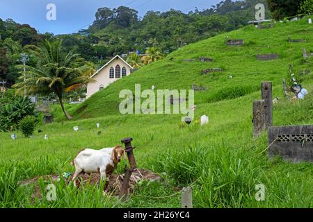 Ziegengrasen zwischen Gräbern auf dem Friedhof im Dorf Charlotteville, man-o-war Bay auf der Insel Tobago, Trinidad und Tobago in der Karibik Stockfoto