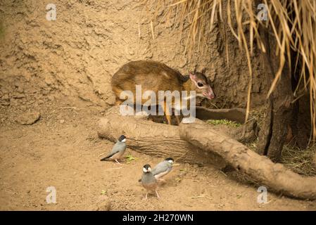 Java-Mäuse-Hirsch mit kleinen Vögeln Stockfoto