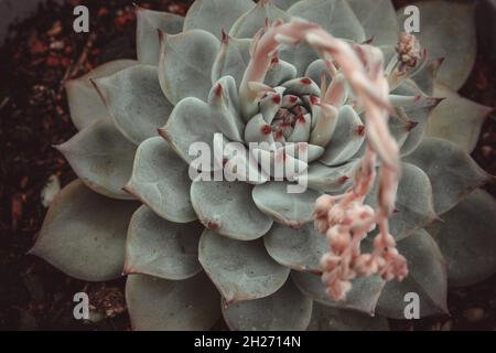 Blühender, sukkkkuliger echeveria, Nahaufnahme. Schöne ornamentale blaue Sukulente mit dicken Blättern, Draufsicht. Hochwertige Fotos Stockfoto