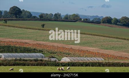 Reifende Kürbisse fallen in einer Farmlandschaft von Devon auf Stockfoto