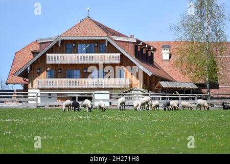 Gut Aiderbichl in Salzburg, Österreich, Europa - gut Aiderbichl in Salzburg, Österreich, Europa Stockfoto