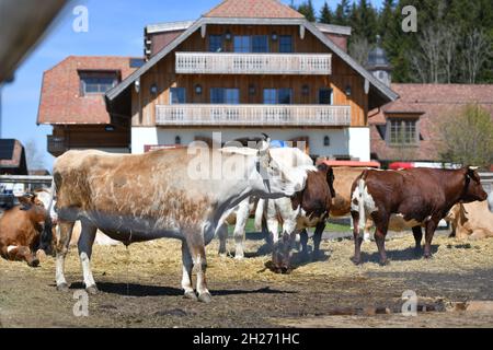 Gut Aiderbichl in Salzburg, Österreich, Europa - gut Aiderbichl in Salzburg, Österreich, Europa Stockfoto