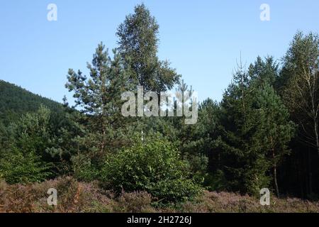 Kiefern und blühende Heide im binationalen Naturschutzgebiet im Spätsommer, Obersteinbach, Bas-Rhin, Elsass, Grand Est, Frankreich Stockfoto