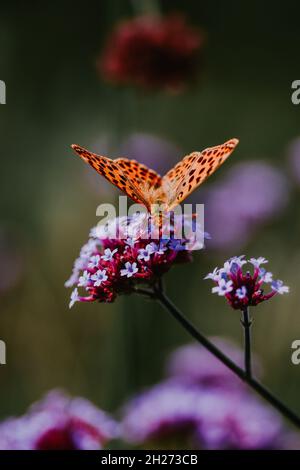 Selektiv eines Fritillars der Königin von Spanien auf einer Blume im botanischen Garten in Iasi, Rumänien Stockfoto