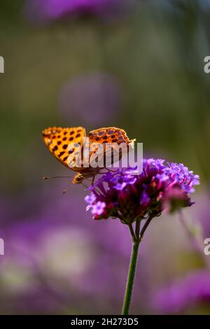 Selektion eines Schmetterlings auf einer Blume im botanischen Garten in Iasi, Rumänien Stockfoto