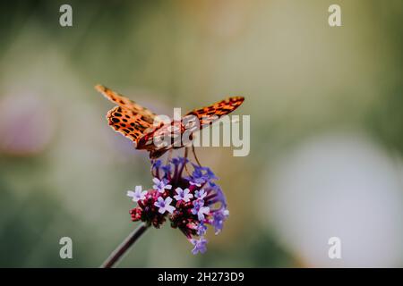 Selektion eines Schmetterlings auf einer Blume im botanischen Garten in Iasi, Rumänien Stockfoto