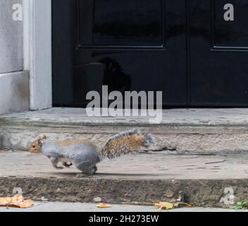 London, Großbritannien. Oktober 2021. Ein sich schnell bewegender Eichhörnchen läuft an der Tür der Downing Street 10 London vorbei Credit: Ian Davidson/Alamy Live News Stockfoto