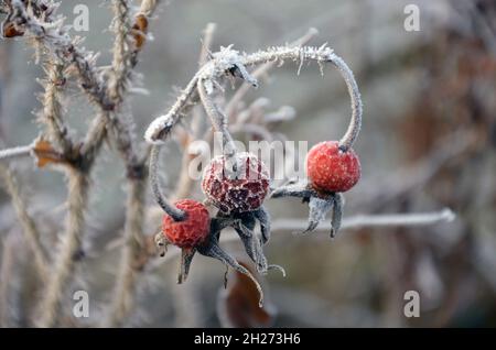 Detailaufnahme von Hagebutten mit Raufeif im Salzkammergut, Österreich, Europa - Nahaufnahme von Hagebutten mit Reif im Salzkammergut, Österreich, Stockfoto