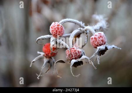 Detailaufnahme von Hagebutten mit Raufeif im Salzkammergut, Österreich, Europa - Nahaufnahme von Hagebutten mit Reif im Salzkammergut, Österreich, Stockfoto