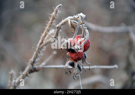 Detailaufnahme von Hagebutten mit Raufeif im Salzkammergut, Österreich, Europa - Nahaufnahme von Hagebutten mit Reif im Salzkammergut, Österreich, Stockfoto